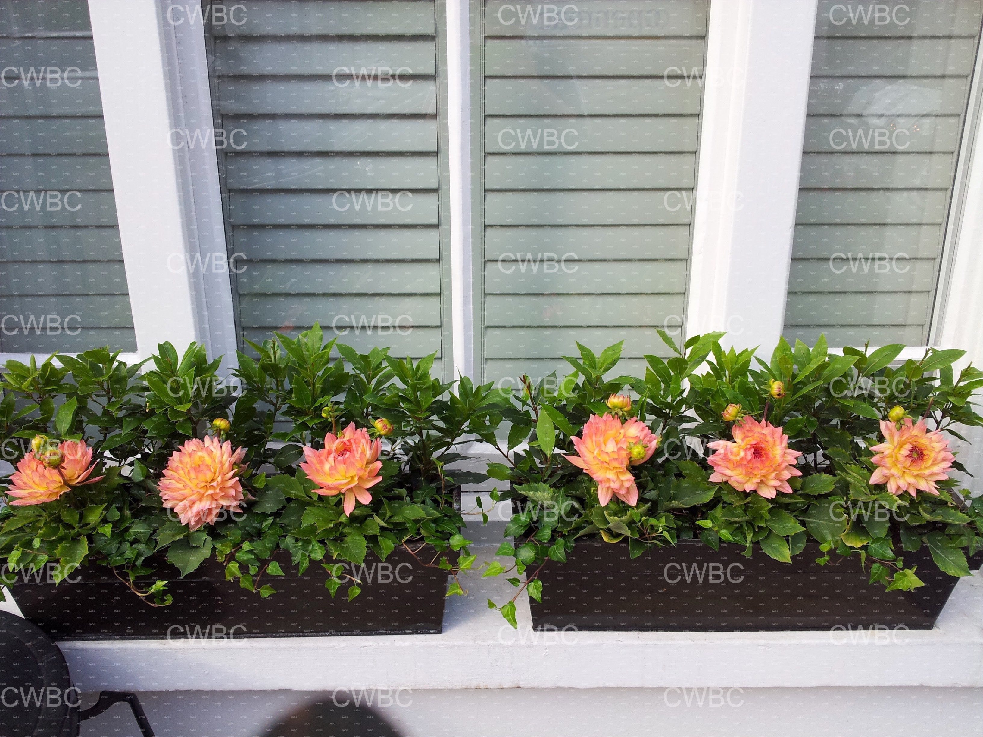 placeholder image-sq